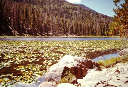 Pond on alpine valley floor, Rocky Mountain National Park, Colorado.