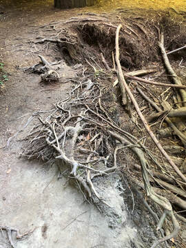 Edge of toppled-tree pit, root mat
