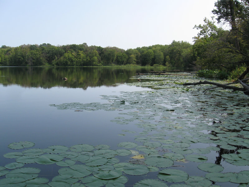 Lake's edge with lily pads, Chain-O-Lakes State Park, Indiana