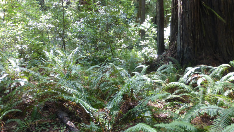 Sword ferns, Jedidiah Smith Redwoods State Park, northern California.