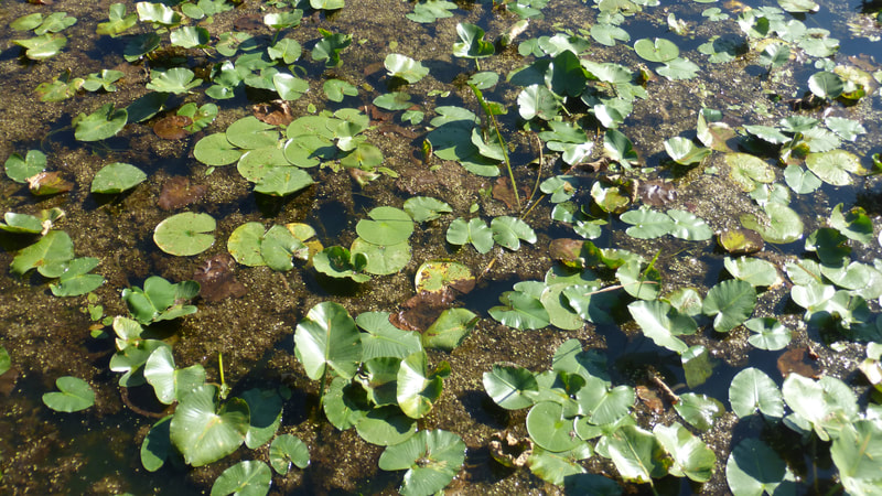 Water plants, Beaver Marsh