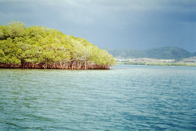 Mangrove forest in Playa La Parguera bay, Pueerto Rico
