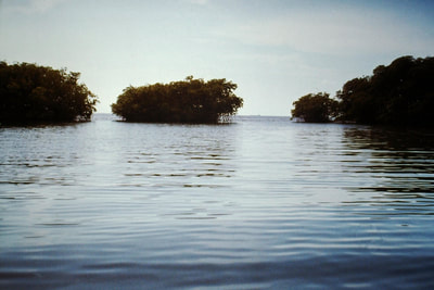 Small mangrove cays, southern Puerto Rico