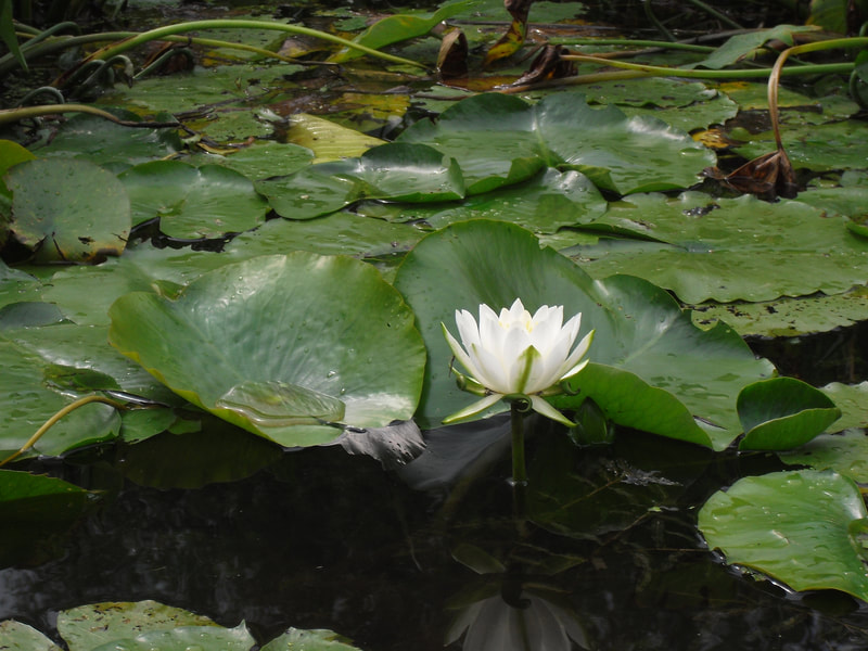 Water lilly, Chain O' Lakes State Park, Indiana
