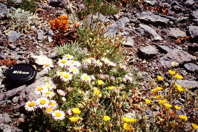 Blooming highland tundra, Colorado