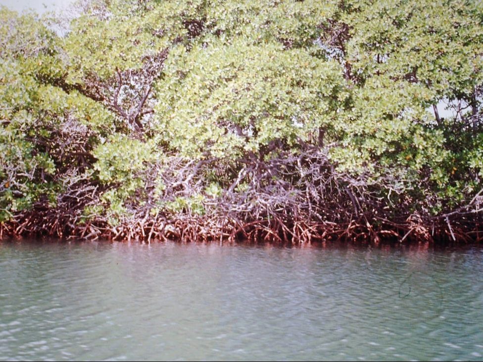 Mangrove trees at open water's edge