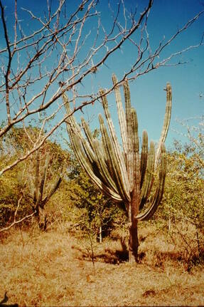 Cactus and thorn tree, Guanica Dry Forest Preserve, Puerto Rico. 