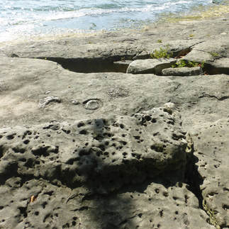 Dissolved-out pits and fossils in limestone, Lake Erie shore