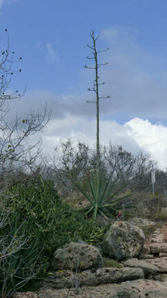 Century plant, Guanica Dry Forest Preserve, Puerto Rico. 