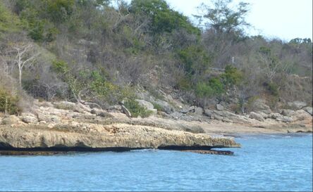 Water-level shoreline notch in limestone, Guanica Dry Forest Preserve, Puerto Rico.