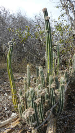 Cactus, Guanica Dry Forest Preserve, Puerto Rico. 