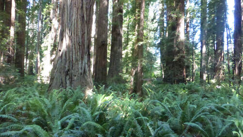 Sword ferns, redwood grove