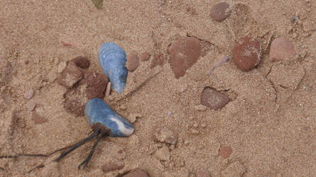 Mussel shells in beach