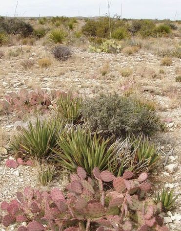 Lechuguilla and prickly pear, Guadalupe Mountains, New Mexico 
