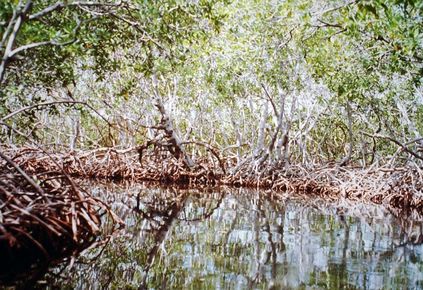 Mangrove channel