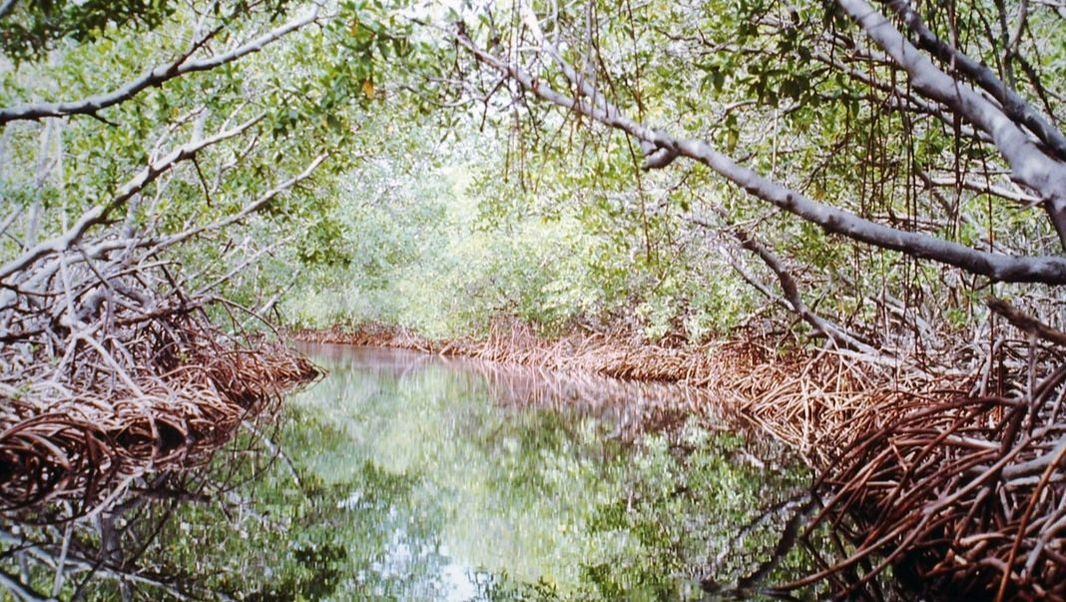 Channel within mangrove forest, Playa La Parguerra, PR
