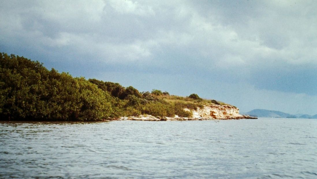 Coastline with mangrove woods in foreground, Playa La Parguera, PR