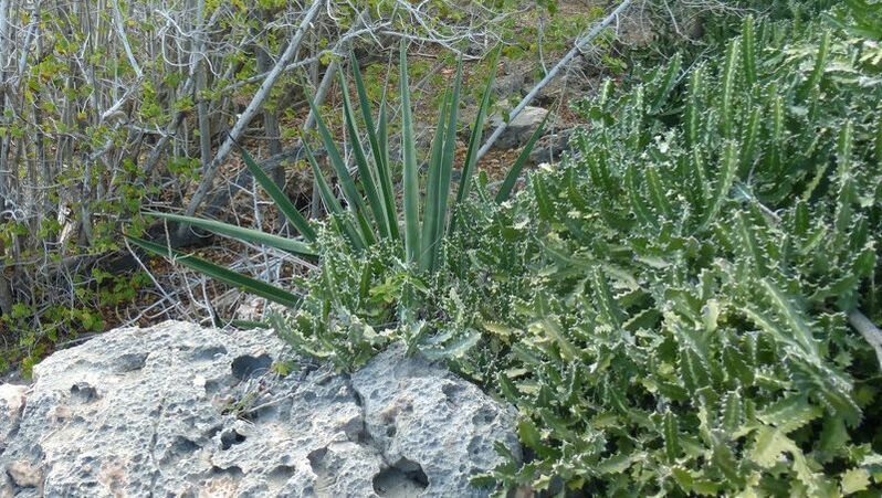 Spiky plants, Guanica Dry Forest Preserve, Puerto Rico. 