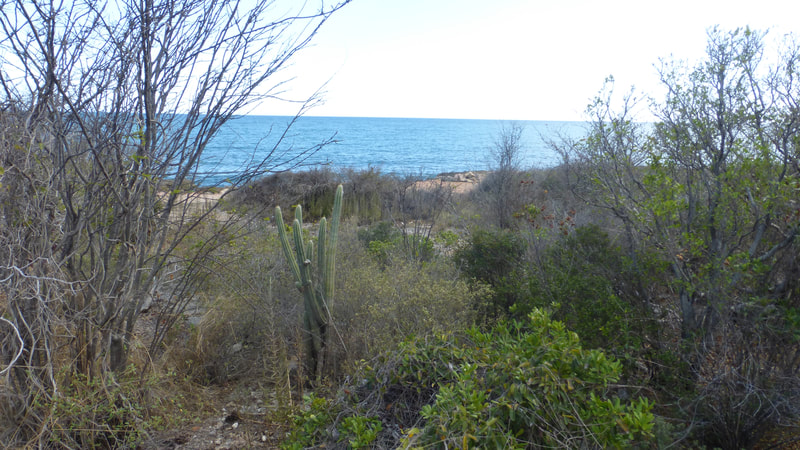 Desert plants near shoreline, Guanica Dry Forest Preserve, Puerto Rico.