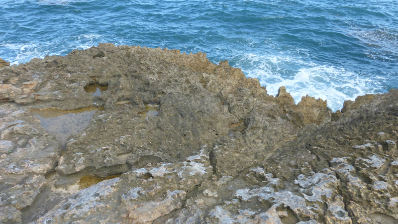 Rough limestone surface at ocean edge, Guanica Dry Forest Preserve, Puerto Rico.