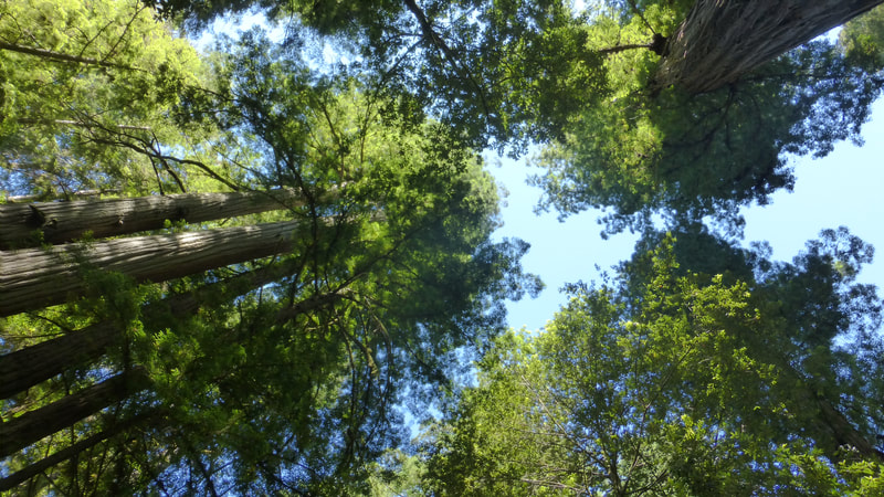Forest canopy, Jedidiah Smith Redwoods State Park, northern California.