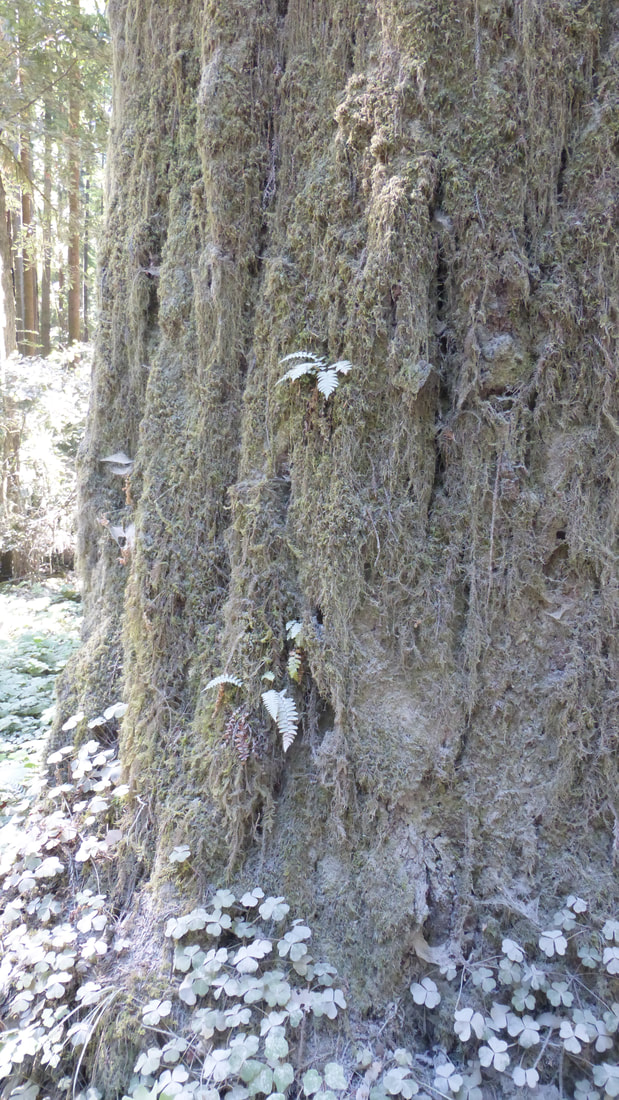 Moss and plants growing on redwood bark