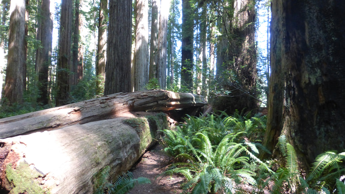 Fallen log, redwood forest