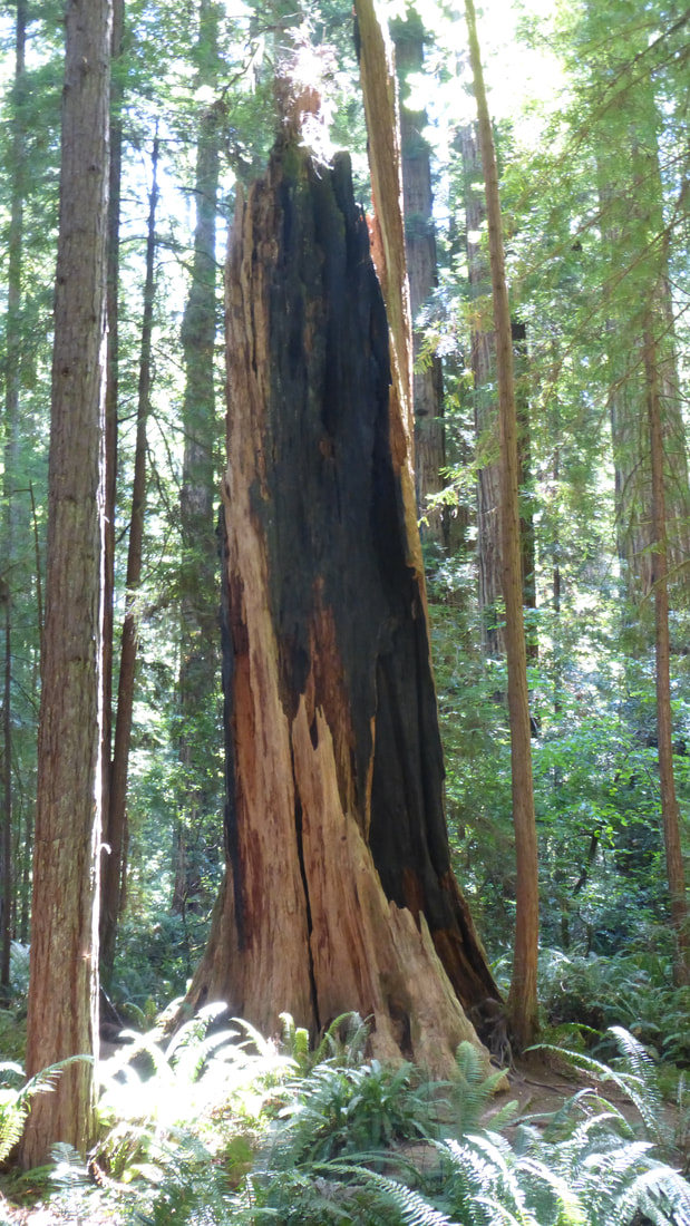 Broken redwood stump