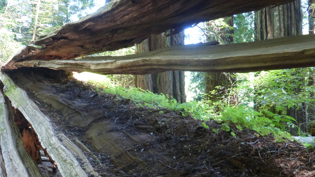 Splits in fallen redwood log