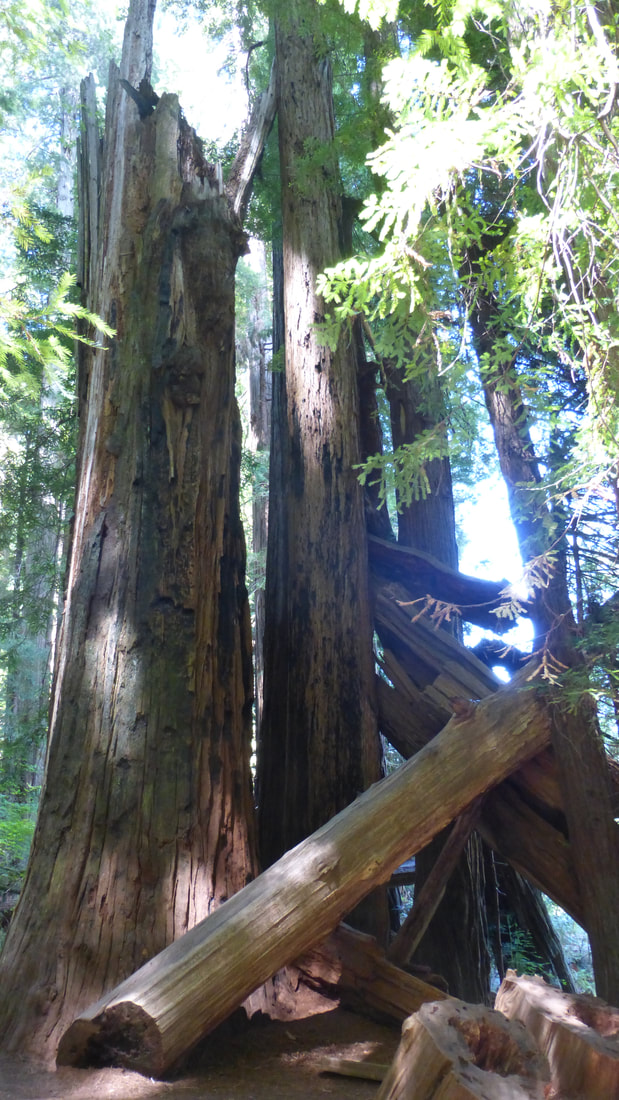 Angled redwood logs, Jedidiah Smith Redwoods State Park, northern California.