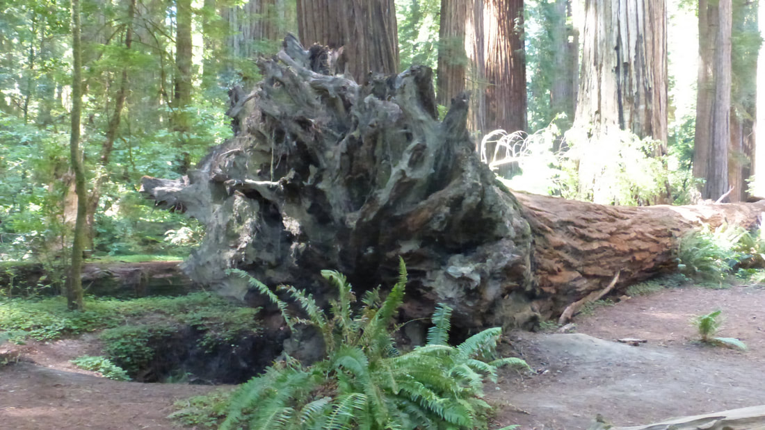 Toppled redwood and root pit, Jedidiah Smith Redwoods State Park, northern California.