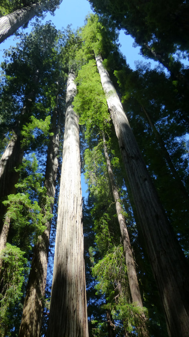 Redwood columns