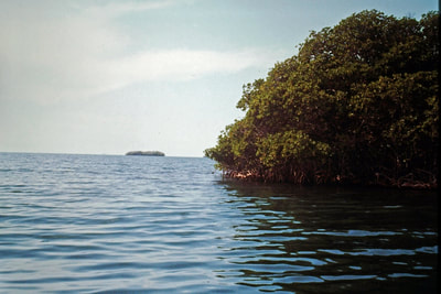 Edge of mangrove cay