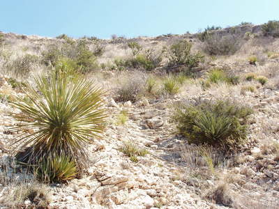 Chihuahuan desert plants, Guadalupe Mountains, New Mexico 